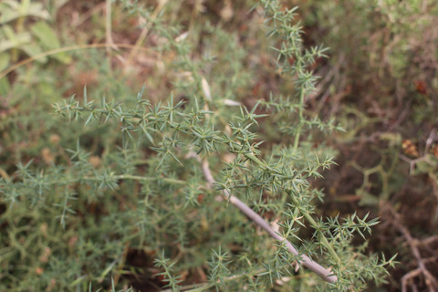 Asparagus aphyllus L.