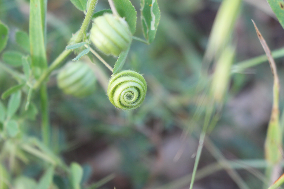 Seed Pods, May. This photo is available under the Creative Commons CC-BY-NC 4.0.