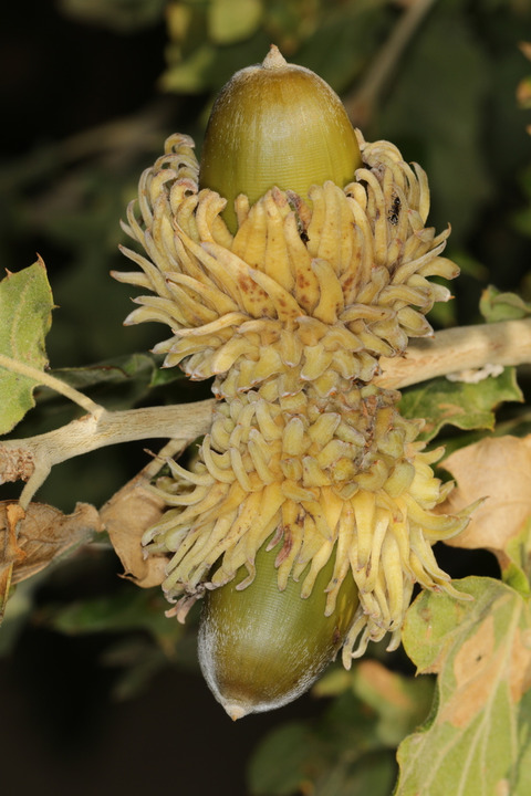 Via inaturalist. Licensed under Attribution-NonCommercial 4.0.International.