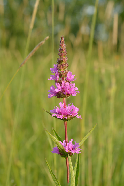 Lythrum salicaria L.