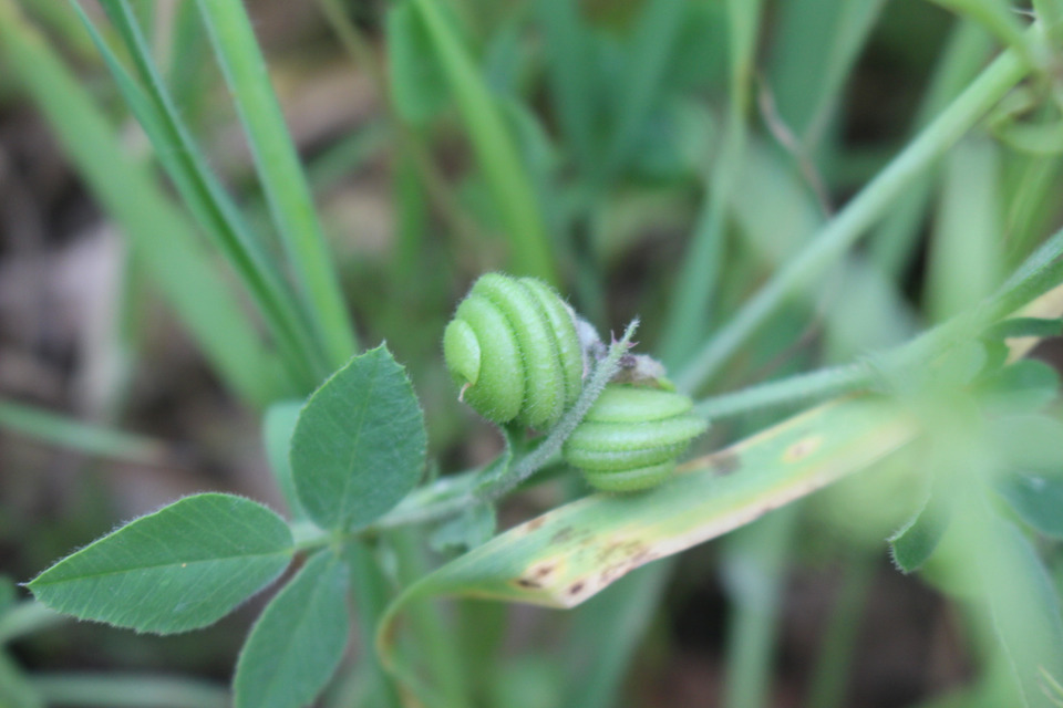 Seed Pods & Leaves, April. This photo is available under the Creative Commons CC-BY-NC 4.0.
