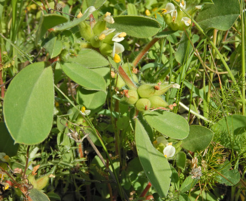 Flowers & Seed Pods, March. This photo is available under the Creative Commons CC-BY-NC 4.0 License.