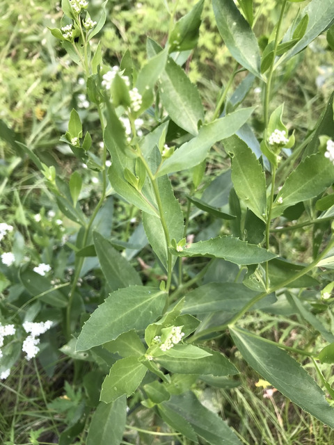 Via inaturalist. Licensed under Attribution-NonCommercial 4.0.International.