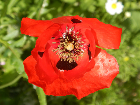Papaver umbonatum Boiss.