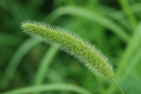 Setaria verticillata (L.) P.Beauv.