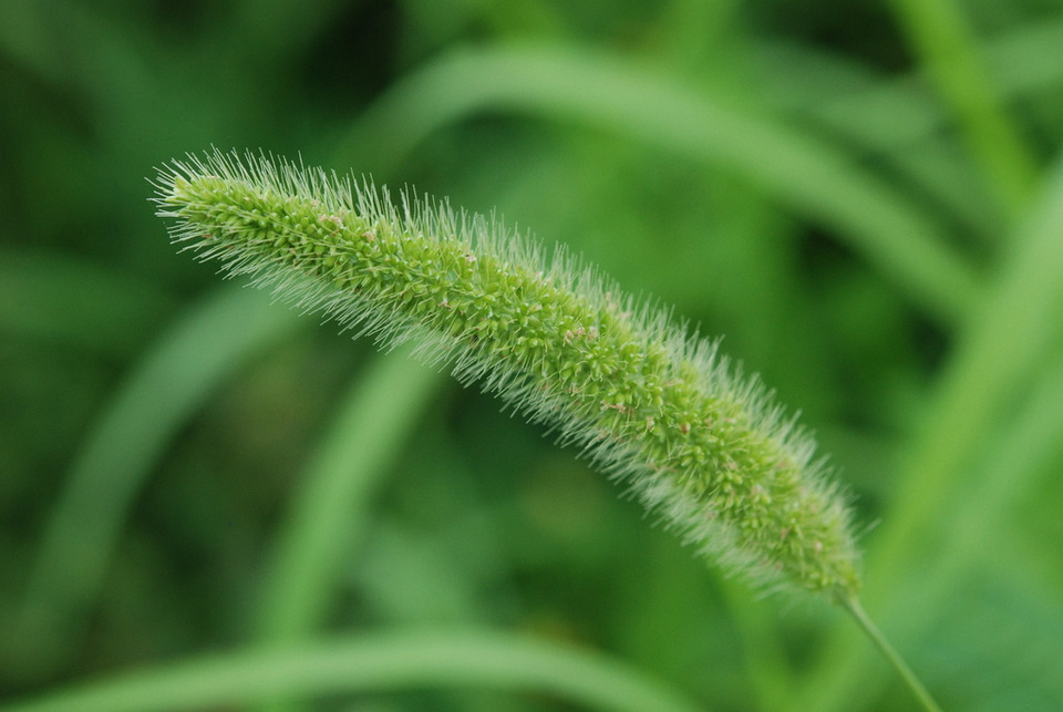 Via inaturalist. Licensed under Attribution-NonCommercial 4.0.International.