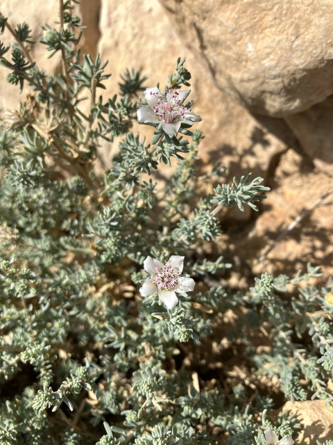 Reaumuria hirtella Jaub. & Spach