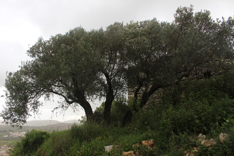Olea europaea L.