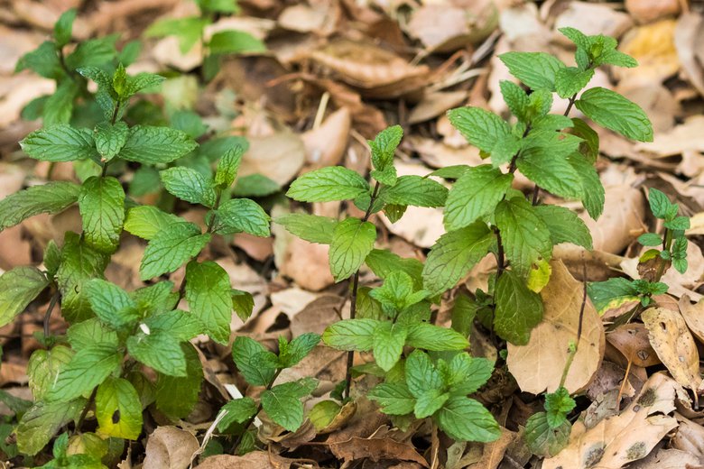 Mentha - Wikipedia