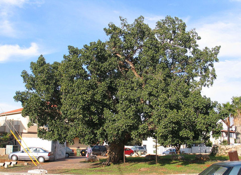 Ficus sycomorus L.