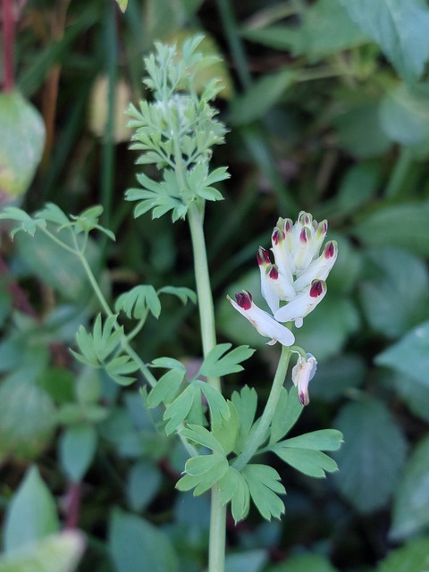 Via inaturalist. Licensed under Attribution-NonCommercial 4.0.International.