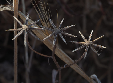 Via inaturalist. Licensed under Attribution-NonCommercial 4.0.International.