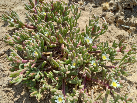 Via inaturalist. Licensed under Attribution-NonCommercial 4.0.International.