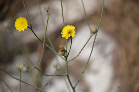 Tolpis virgata (Desf.) Bertol.