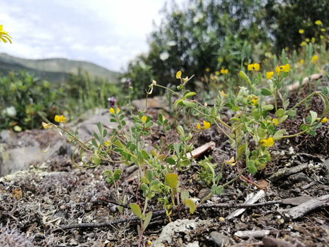 Via inaturalist. Licensed under Attribution-NonCommercial 4.0.International.