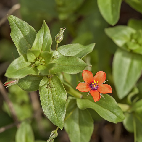 Via inaturalist. Licensed under Attribution-NonCommercial 4.0.International.