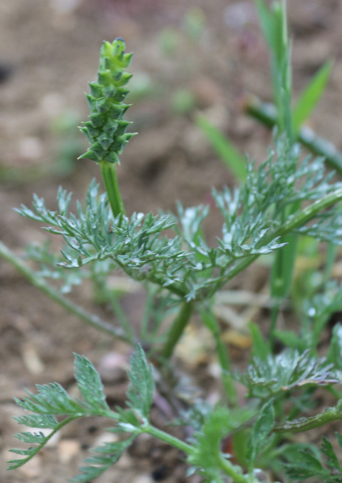 Via inaturalist. Licensed under Attribution-NonCommercial 4.0.International.