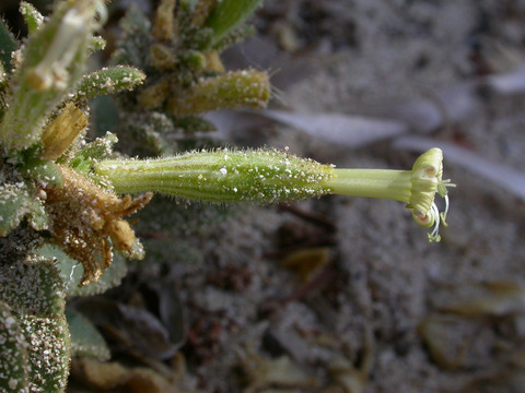 Via inaturalist. Licensed under Attribution-NonCommercial 4.0.International.