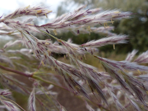 Via inaturalist. Licensed under Attribution-NonCommercial 4.0.International.