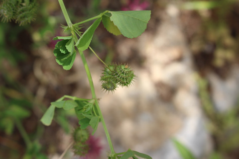 Seed Pods & Leaves, April. This photo is available under the Creative Commons CC-BY-NC 4.0.