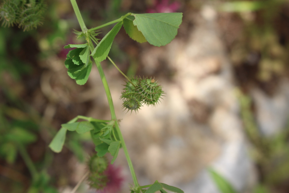Seed Pods & Leaves, April. This photo is available under the Creative Commons CC-BY-NC 4.0.
