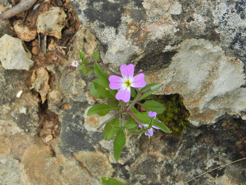 Malcolmia chia (L.) DC.