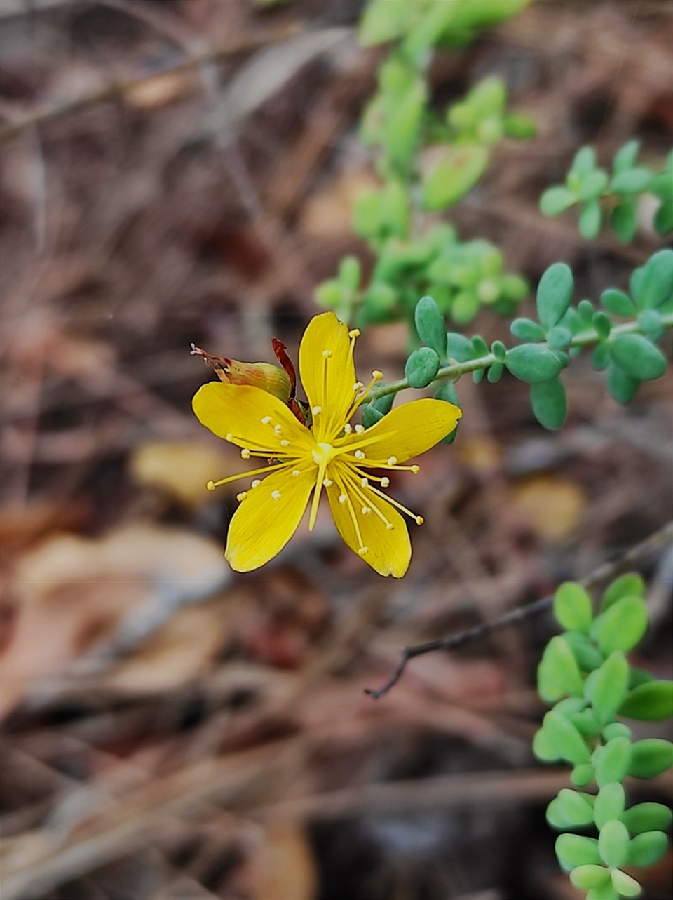 Via inaturalist. Licensed under Attribution-NonCommercial 4.0.International.