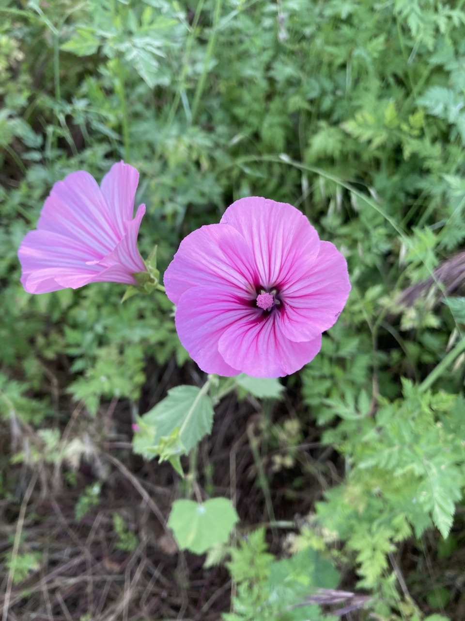 Via inaturalist. Licensed under Attribution-NonCommercial 4.0.International.