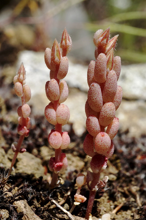 Via inaturalist. Licensed under Attribution-NonCommercial 4.0.International.
