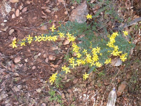Via inaturalist. Licensed under Attribution-NonCommercial 4.0.International.