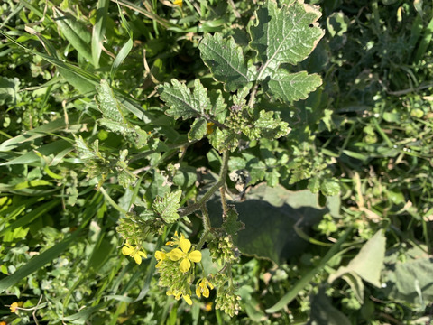 Via inaturalist. Licensed under Attribution-NonCommercial 4.0.International.