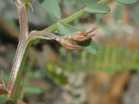 Via inaturalist. Licensed under Attribution-NonCommercial 4.0.International.