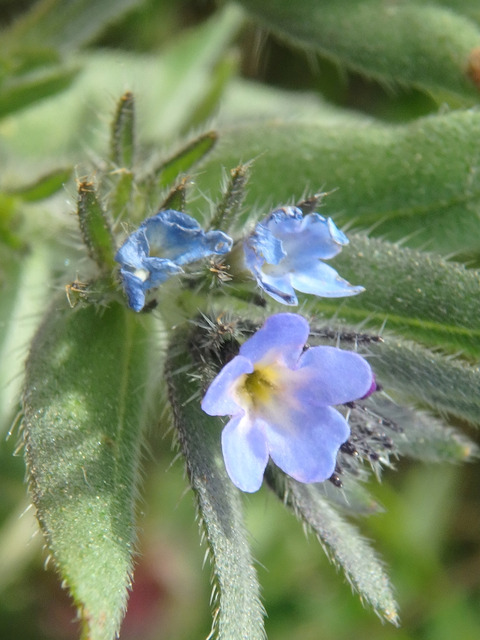 Buglossoides tenuiflora (L.fil.) I.M.Johnst.