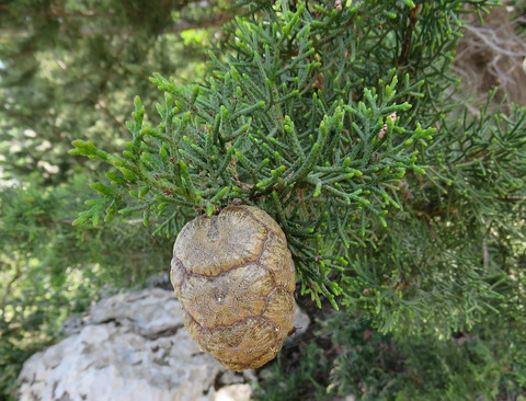 Via inaturalist. Licensed under Attribution-NonCommercial 4.0.International.