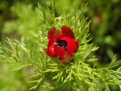 Via inaturalist. Licensed under Attribution-NonCommercial 4.0.International.