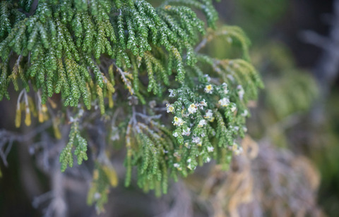 Via inaturalist. Licensed under Attribution-NonCommercial 4.0.International.