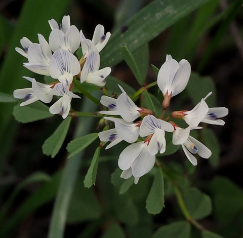 Via inaturalist. Licensed under Attribution-NonCommercial 4.0.International.