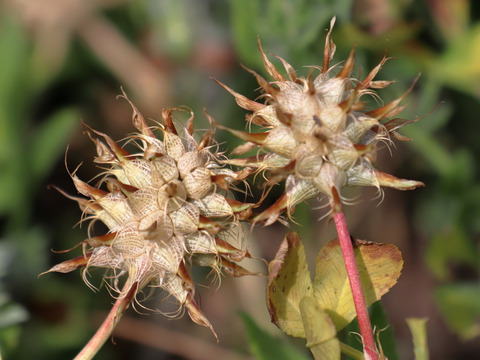 Via inaturalist. Licensed under Attribution-NonCommercial 4.0.International.
