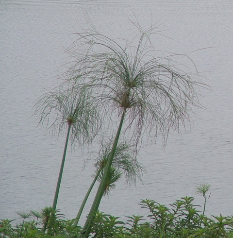Via inaturalist. Licensed under Attribution-NonCommercial 4.0.International.