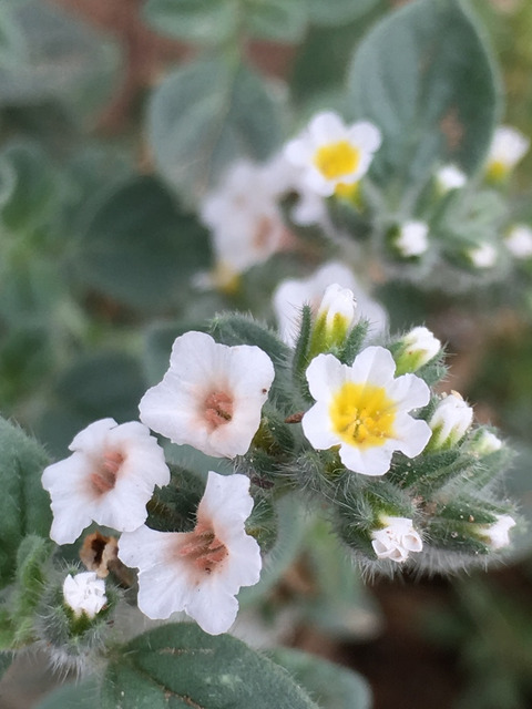 Heliotropium rotundifolium Sieber ex Lehm.