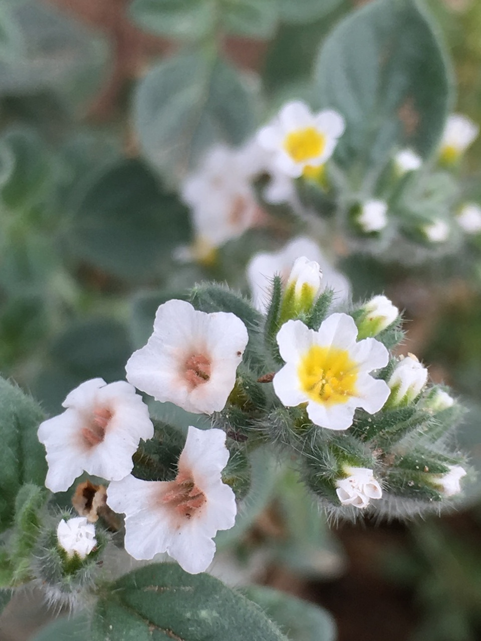 Via inaturalist. Licensed under Attribution-NonCommercial 4.0.International.