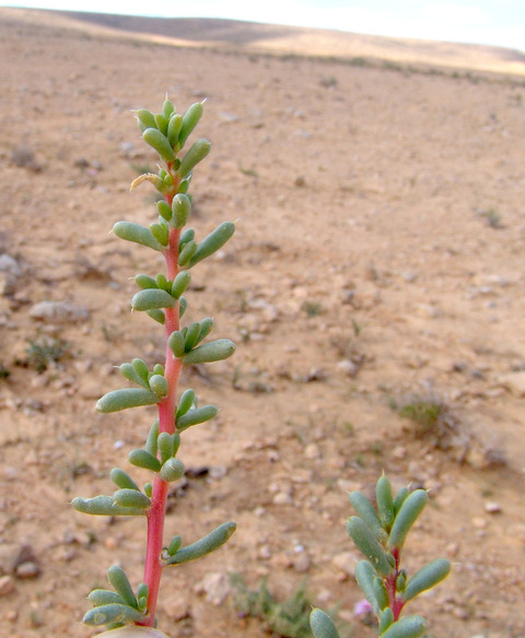 Halogeton alopecuroides (Delile) Moq.
