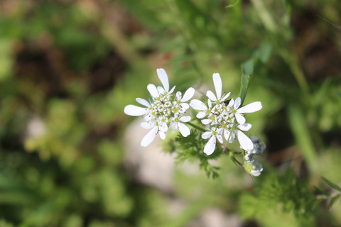 Scandix pecten-veneris L.