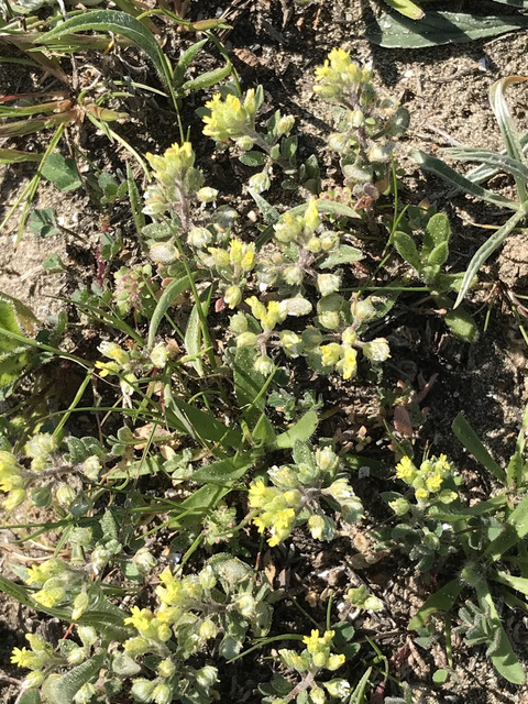 Via inaturalist. Licensed under Attribution-NonCommercial 4.0.International.