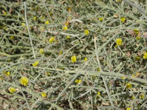 Via inaturalist. Licensed under Attribution-NonCommercial 4.0.International.