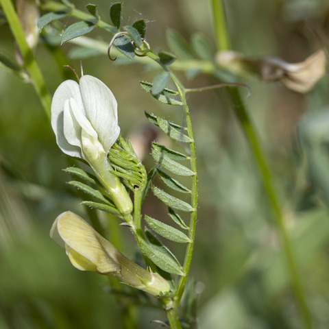 Via inaturalist. Licensed under Attribution-NonCommercial 4.0.International.