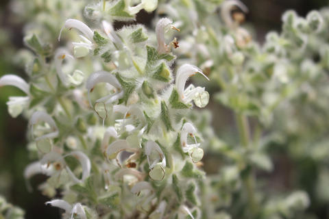 Salvia dominica L.