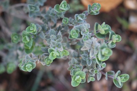 Origanum syriacum L.