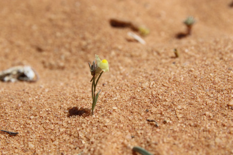 Via inaturalist. Licensed under Attribution-NonCommercial 4.0.International.