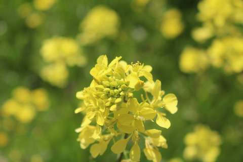 Sinapis arvensis L.